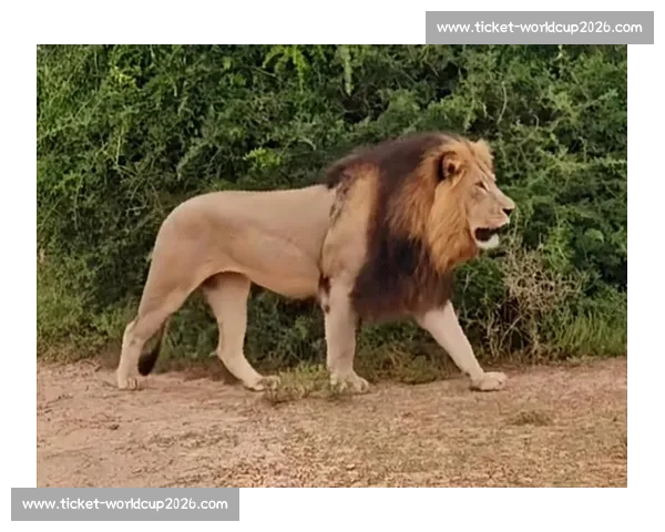 南非雄狮碾压野蛮人队，友谊赛狂揽 35 分创纪录